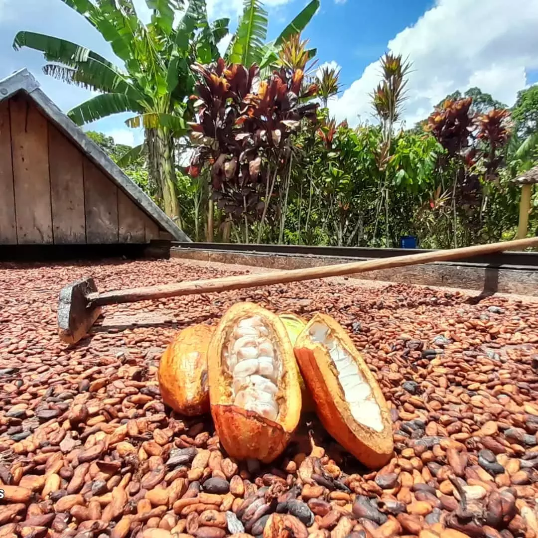 Qual a capital do cacau? Conheça Ilhéus e sua história com o chocolate